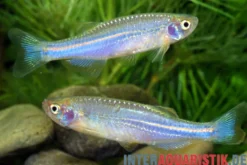 Schillerbärbling, Brachydanio albolineatus