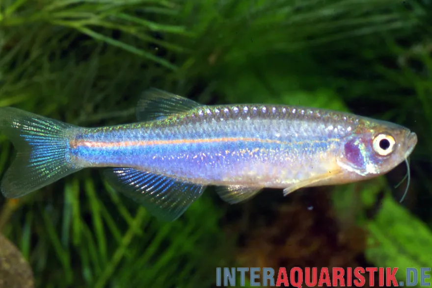 Schillerbärbling, Brachydanio albolineatus
