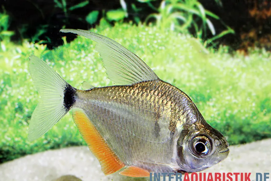 Schillersalmler, Tetragonopterus argenteus