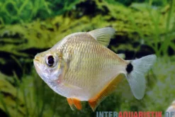 Schillersalmler, Tetragonopterus argenteus