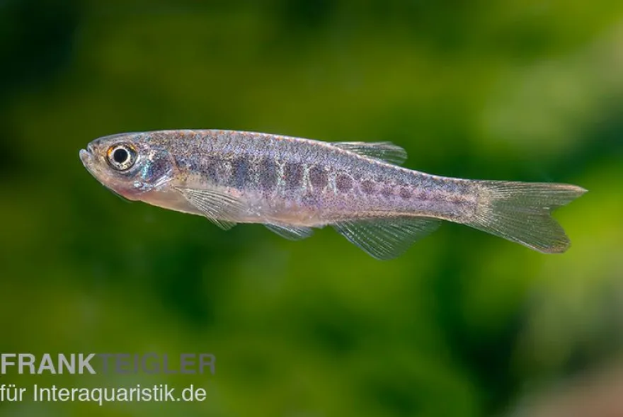 Schlangenhaut-Zwergbärbling, Danio aesculapii
