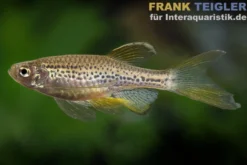 Schleier-Leopardbärbling, Danio rerio var. frankei