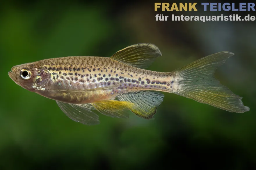 Schleier-Leopardbärbling, Danio rerio var. frankei