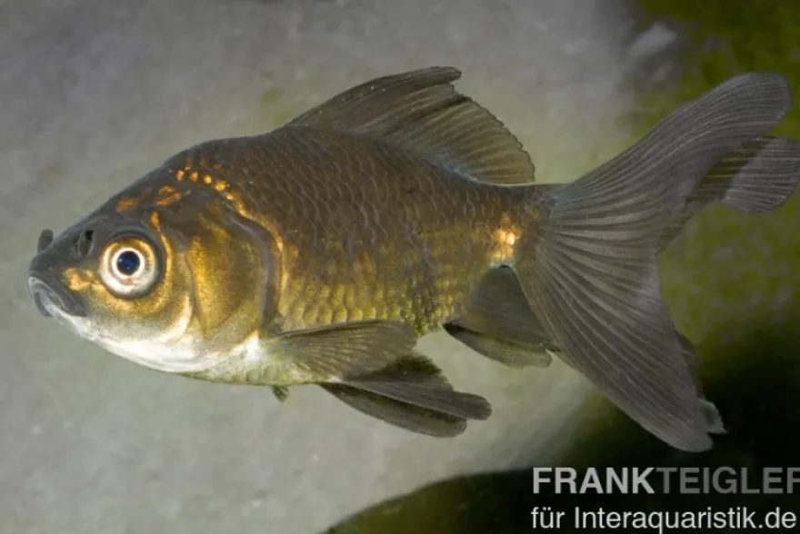 Schleierschwanz Bronze, Carassius auratus (Kaltwasser)