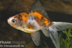 Schleierschwanz Calico, Carassius auratus, 5-8 cm (Kaltwasser)