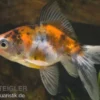 Schleierschwanz Calico XL, Carassius auratus