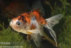 Schleierschwanz Calico XL, Carassius auratus