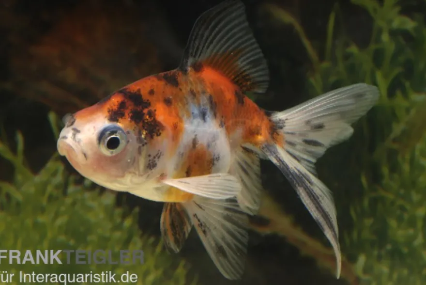 Schleierschwanz / Oranda MIX, Carassius auratus, (Kaltwasser)