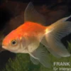 Schleierschwanz rot, Carassius auratus, (Kaltwasser)