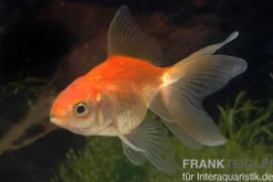 Schleierschwanz rot, Carassius auratus, (Kaltwasser)