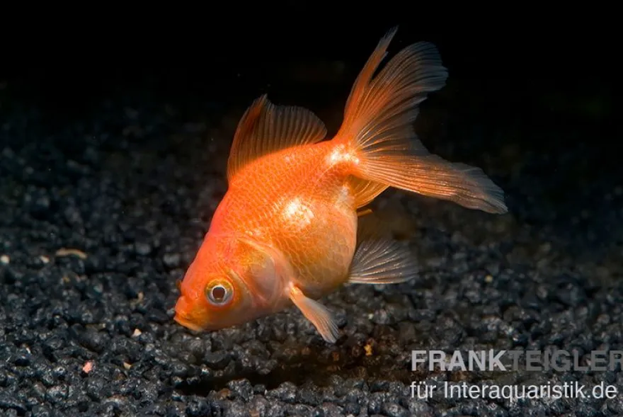 Schleierschwanz rot, Carassius auratus, (Kaltwasser)