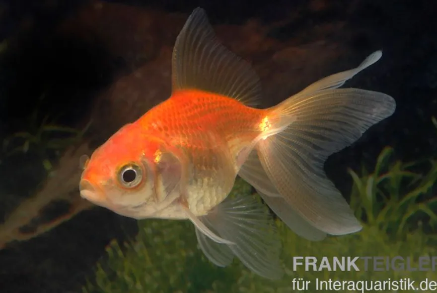 Schleierschwanz XL rot, Carassius auratus