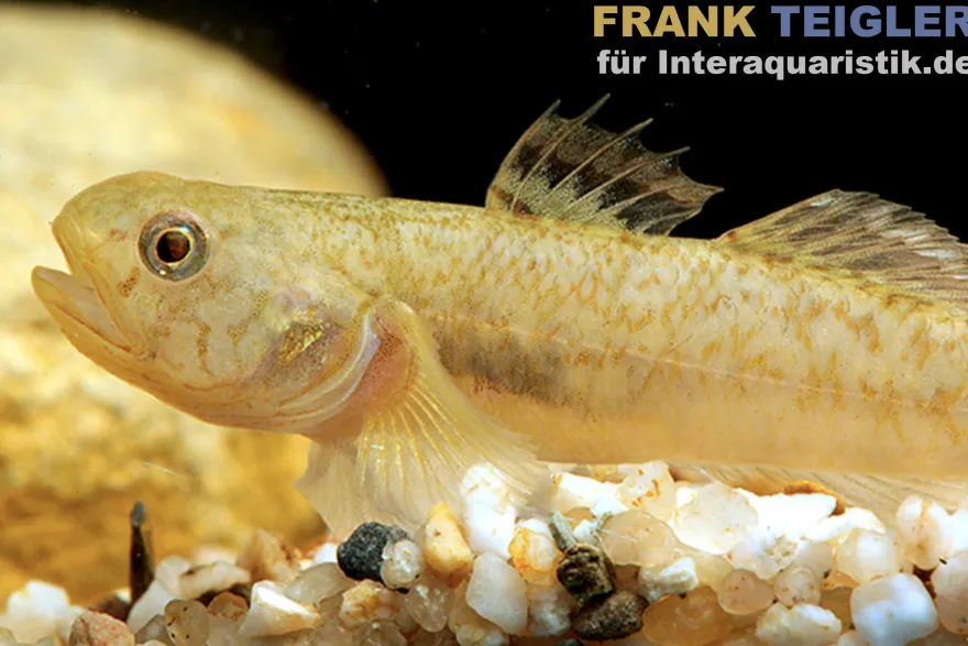 Schleimhaut-Grundel, Mugilogobius myxodermus, 3-5 cm