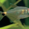 Schlußlichtsalmler, Hemigrammus ocellifer, 2-3 cm