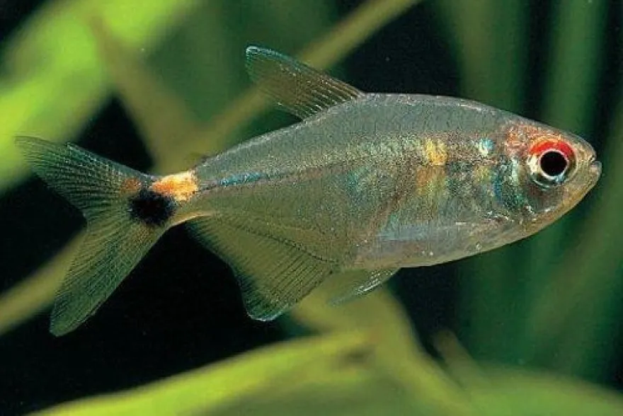 Schlußlichtsalmler, Hemigrammus ocellifer, 2-3 cm