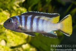 Schmalbarsch, Pseudotropheus elongatus, NZ, 5-6 cm