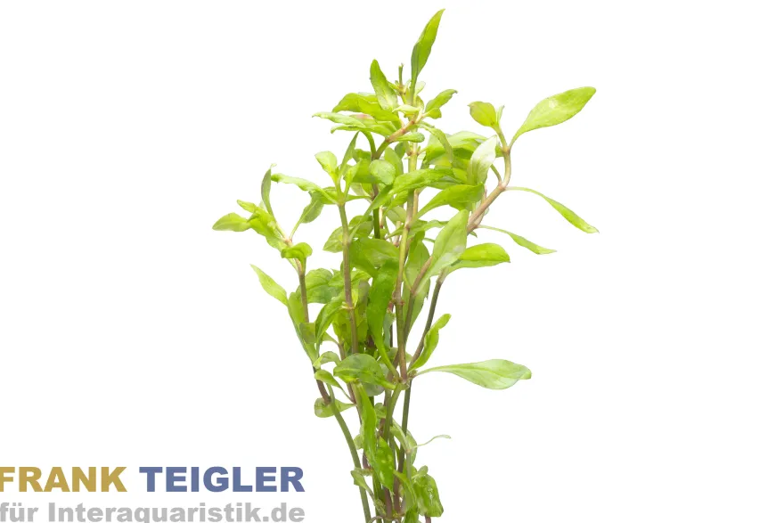 Schmalblättrige Papageienblatt Alternanthera reineckii "Bronze", Bund