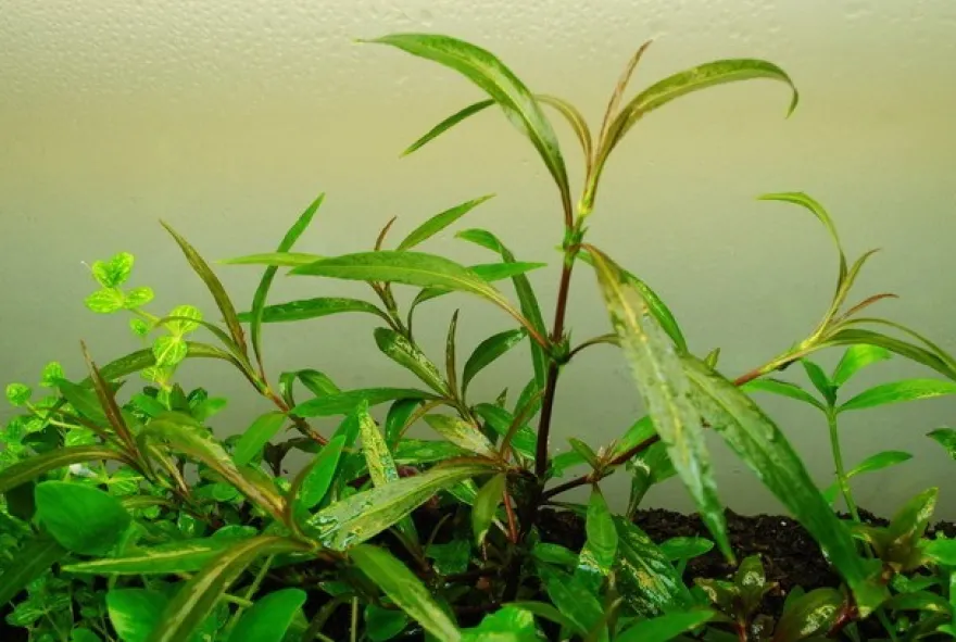 Schmalblättriger Wasserfreund, Hygrophila salicifolia, im Topf