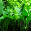 Schmalblättriges Speerblatt, Anubias barteri angustifolia, im Topf