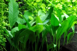 Schmalblättriges Speerblatt, Anubias barteri angustifolia, im Topf