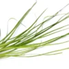 Schmalblättrige Vallisnerie, Vallisneria nana, im Topf