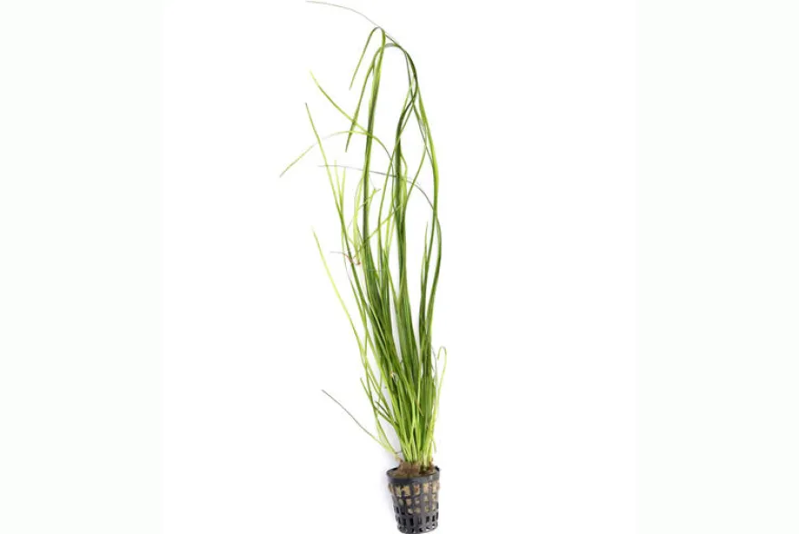 Schmalblättrige Vallisnerie, Vallisneria nana, im Topf