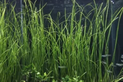 Schmalblättrige Vallisnerie, Vallisneria nana, im Topf