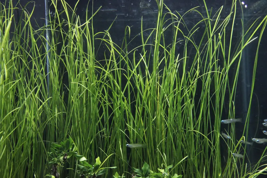 Schmalblättrige Vallisnerie, Vallisneria nana, im Topf