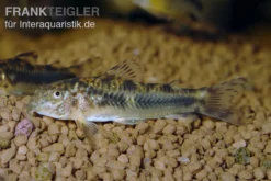 Schmerlenpanzerwels, Aspidoras sp. C125, DNZ