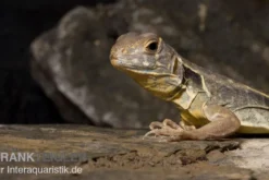 Schmetterlingsagame, Leiolepis belliana