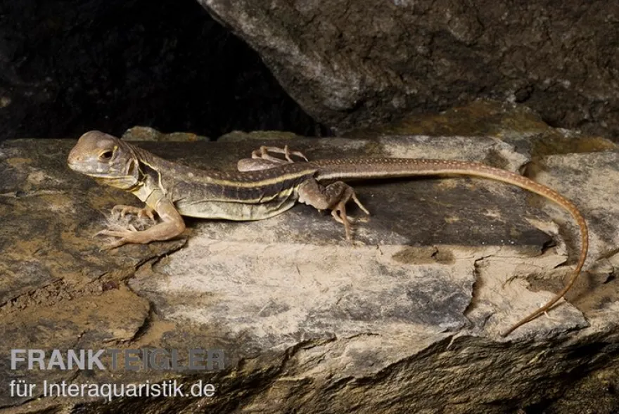 Schmetterlingsagame, Leiolepis belliana