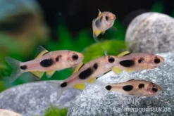 Schmetterlingsbarbe, Barbus hulstaerti (Minifisch)