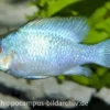 Schmetterlingsbuntbarsch Electric Blue XL, Mikrogeophagus ramirezi