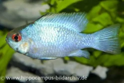 Schmetterlingsbuntbarsch Electric Blue XL, Mikrogeophagus ramirezi