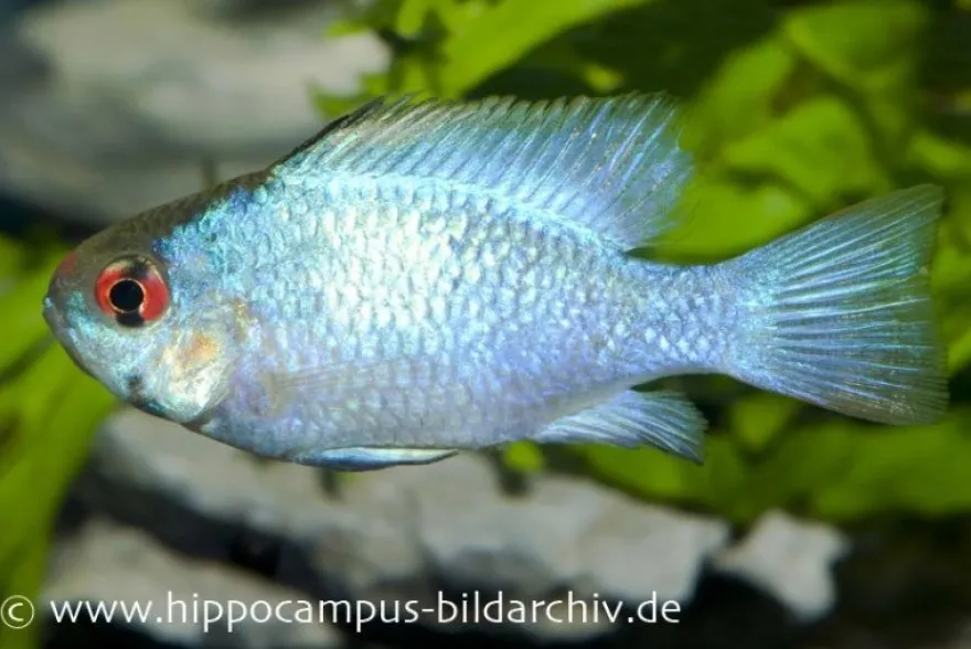 Schmetterlingsbuntbarsch Electric Blue XL, Mikrogeophagus ramirezi