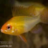 Schmetterlingsbuntbarsch gold, Mikrogeophagus ramirezi gold, DNZ