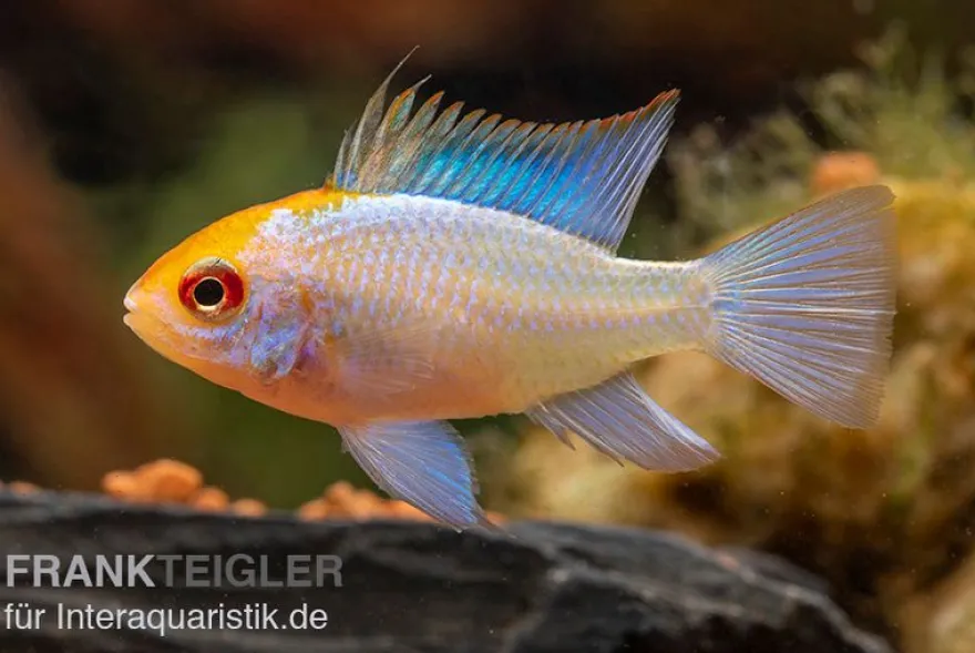 Schmetterlingsbuntbarsch Neonblau Goldkopf, Mikrogeophagus ramirezi