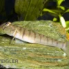Schmetterlingsgrundel, Awaous flavus