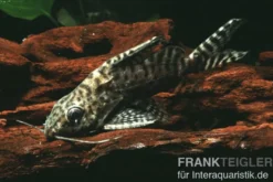 Schmuckflossen-Fiederbartwels, Synodontis eupterus