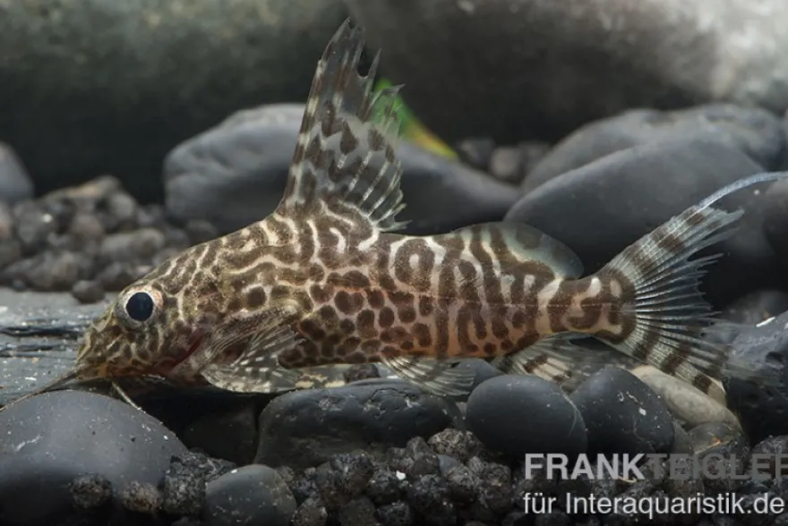 Schmuckflossen-Fiederbartwels, Synodontis eupterus