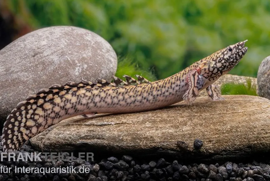 Schmuck-Flösselhecht, Polypterus ornatipinnis, NZ