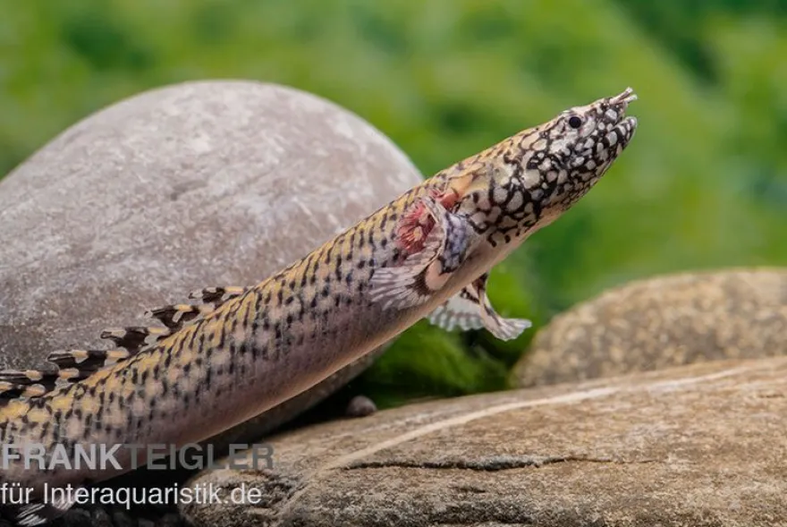 Schmuck-Flösselhecht, Polypterus ornatipinnis, NZ