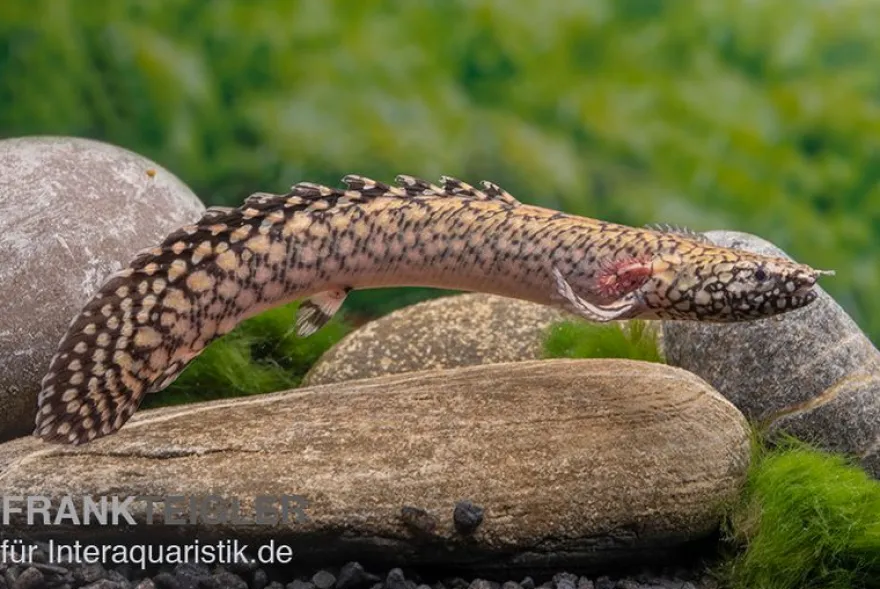 Schmuck-Flösselhecht, Polypterus ornatipinnis, NZ