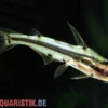 Schmucklinien-Zwergstachelwels, Hyalobagrus flavus
