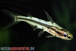 Schmucklinien-Zwergstachelwels, Hyalobagrus flavus