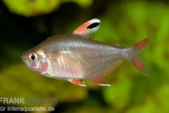 Schmucksalmler, Hyphessobrycon bentosi