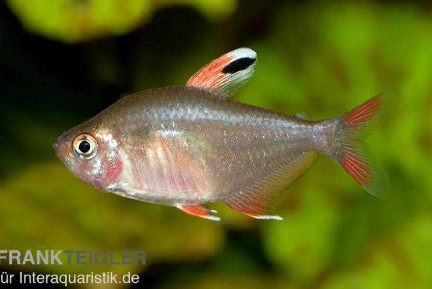 Schmucksalmler, Hyphessobrycon bentosi