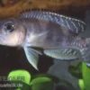 Schneckenbuntbarsch, Lamprologus ornatipinnis