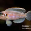 Schneckenbuntbarsch Silver Tip, Lamprologus ocellatus Silver Tip, DNZ
