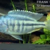 Schneckenfressender Buntbarsch, Chilotialapia rhoadesii, 7-8 cm DNZ